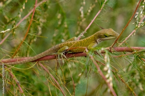 a Carolina anole blends in with the bushes at Yates Mill County Park in Raleigh North Carolina.