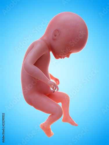 3d rendered medically accurate illustration of a human fetus week 22