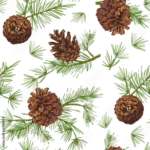 Seamless pattern with color fir tree branches with pine cone isolated on white background