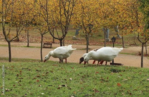 Wild geese in the park photo