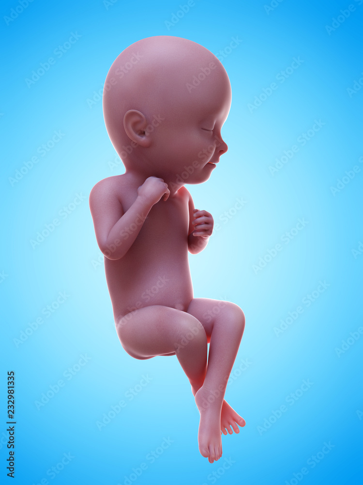 3d rendered medically accurate illustration of a human fetus week 33 3d rendered medically accurate illustration of a human fetus week 33