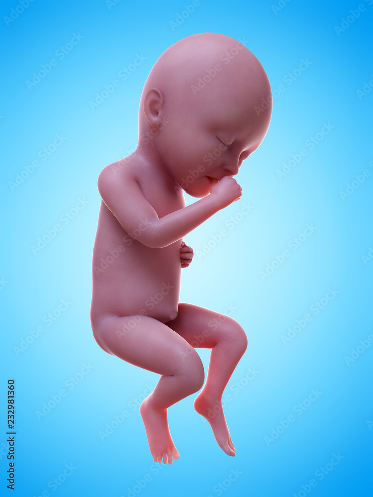 3d rendered medically accurate illustration of a human fetus week 34 3d rendered medically accurate illustration of a human fetus week 34