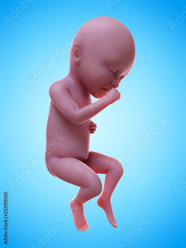 3d rendered medically accurate illustration of a human fetus week 34