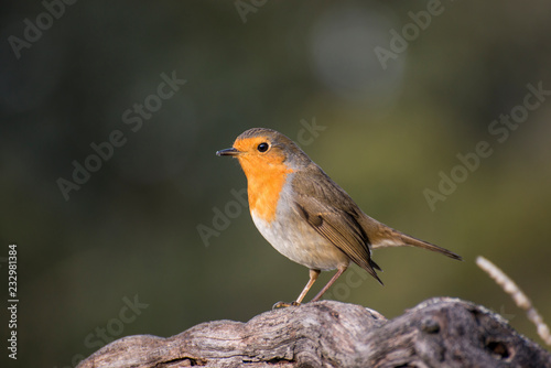 Pájaro ave petirrojo en un tronco de una cepa © Ruten