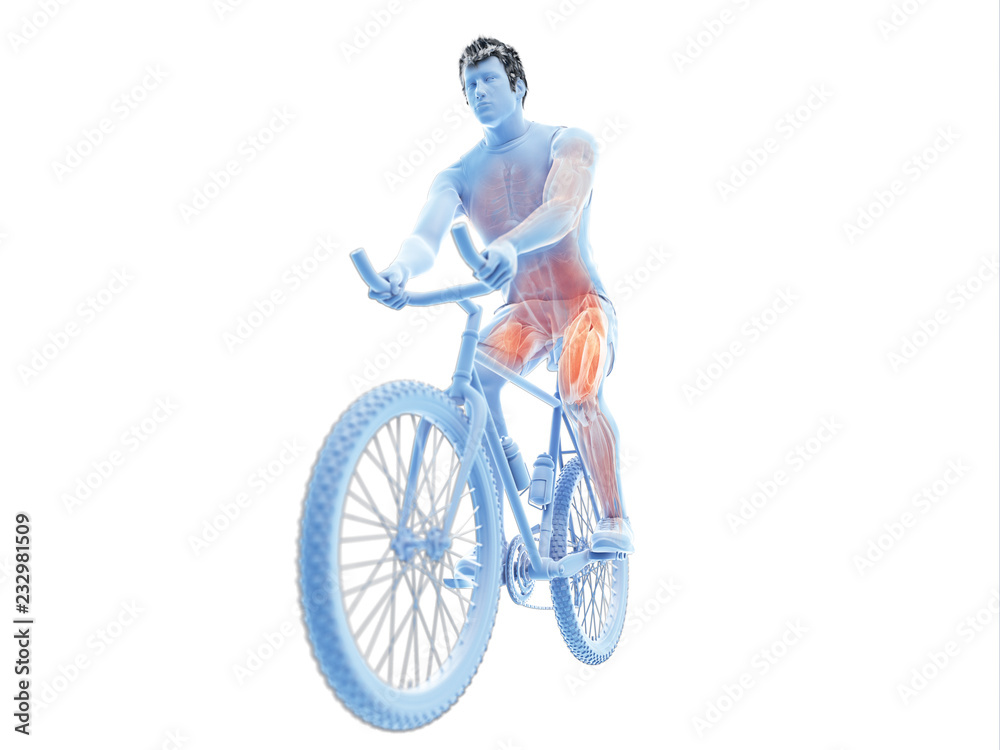 3d rendered illustration of a cyclists muscles 3d rendered illustration of a cyclists muscles