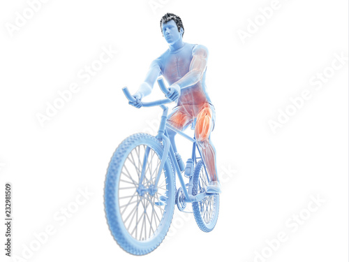 Fototapeta Naklejka Na Ścianę i Meble -  3d rendered illustration of a cyclists muscles