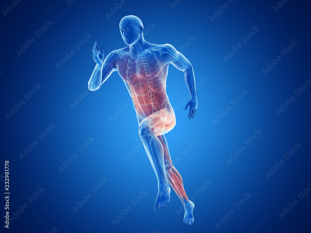 3d rendered illustration of a joggers muscles - obrazy, fototapety, plakaty 
