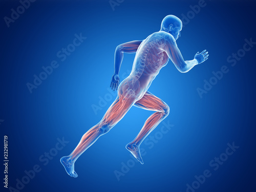 3d rendered illustration of a joggers muscles