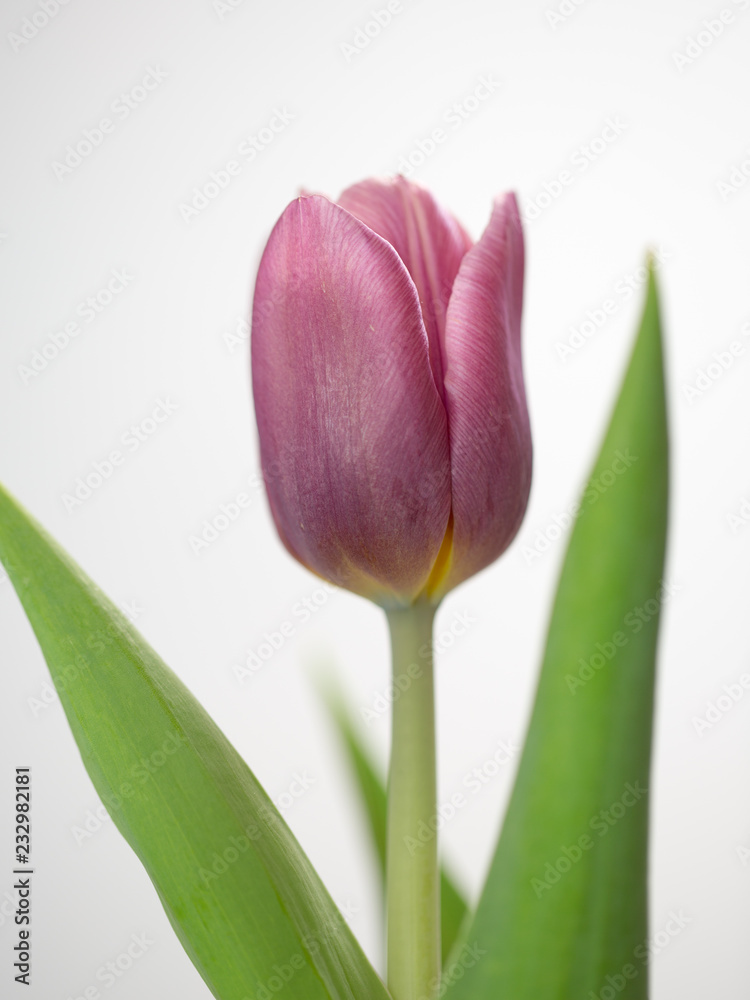 Naklejka premium Tulip Closeup