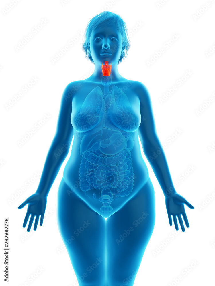 3d rendered medically accurate illustration of an obese womans larynx 3d rendered medically accurate illustration of an obese womans larynx