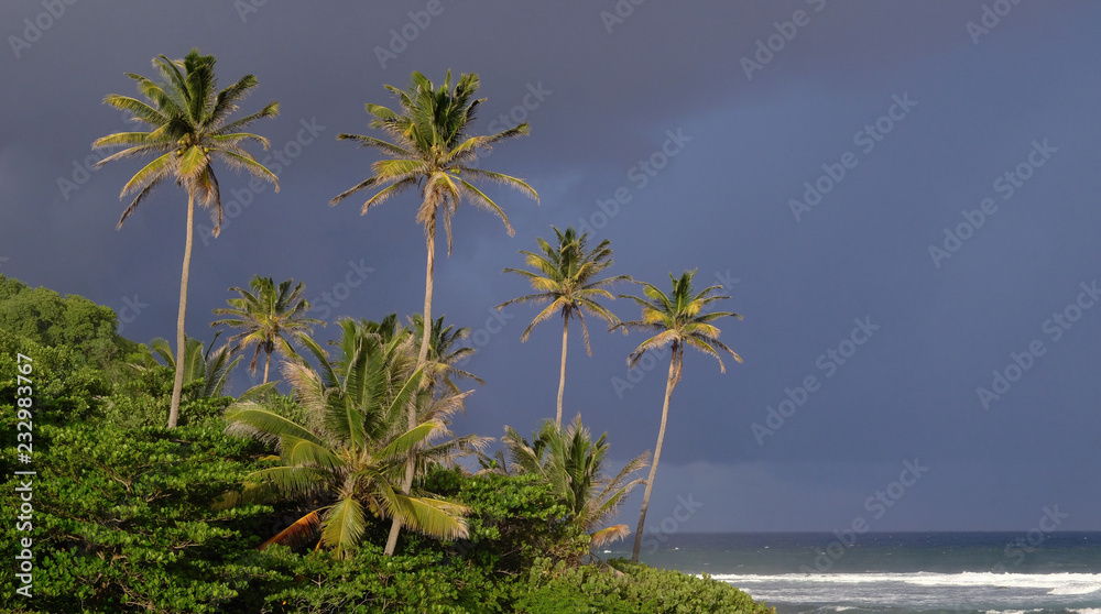 Storm clouds and palm trees in the Caribbean