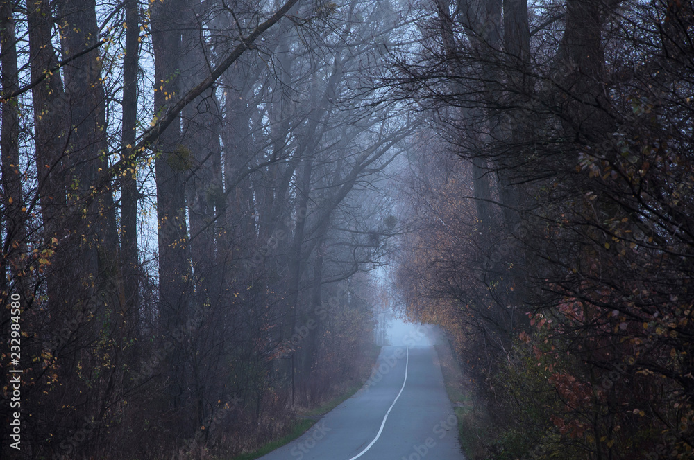 Empty road in the morning passing through a forest covered in mist or fog  (concept loneliness).