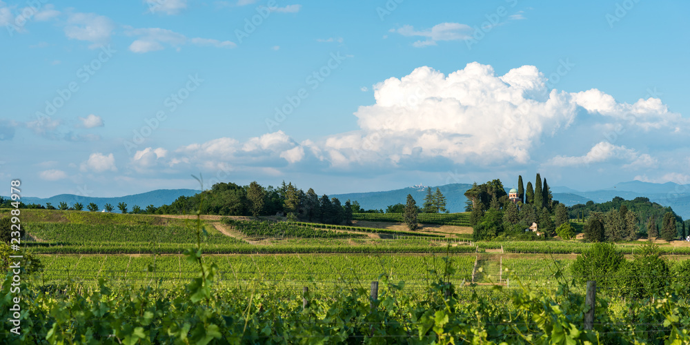 Vineyards of the Collio. 
