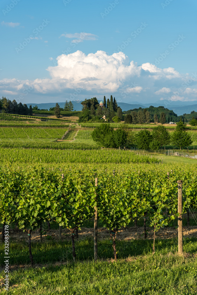Vineyards of the Collio. 