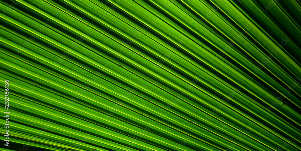 Lines and textures of Green Palm leaves Lines and textures of Green Palm leaves