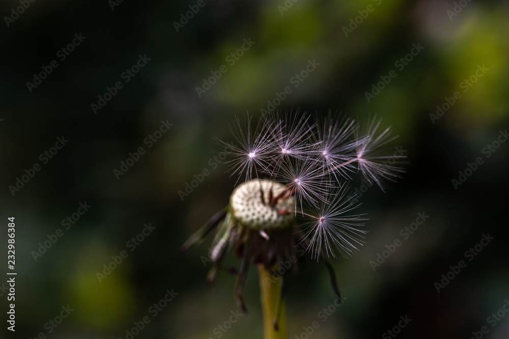 Close-up of a dandelion seed head. Beautiful Dandelion Close-up of a dandelion seed head. Beautiful Dandelion
