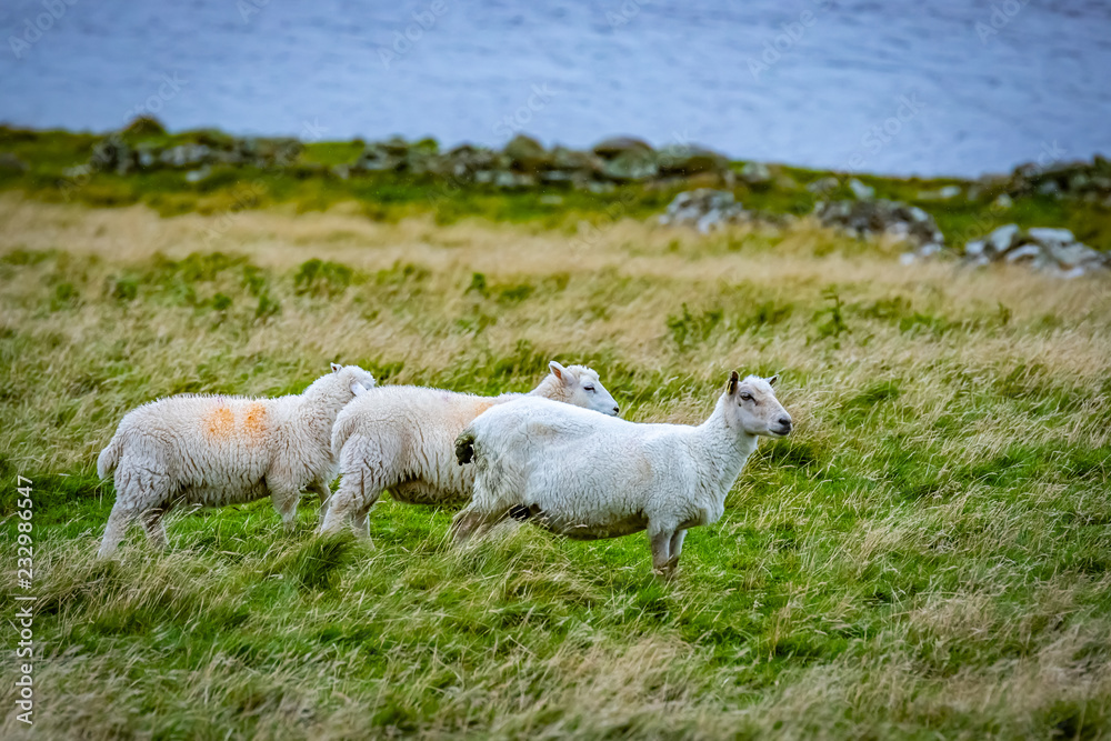 Fototapeta premium Shetland sheep at Shetland Islands