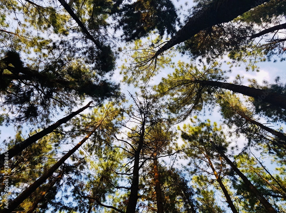 Obraz premium IN THE WOODS 