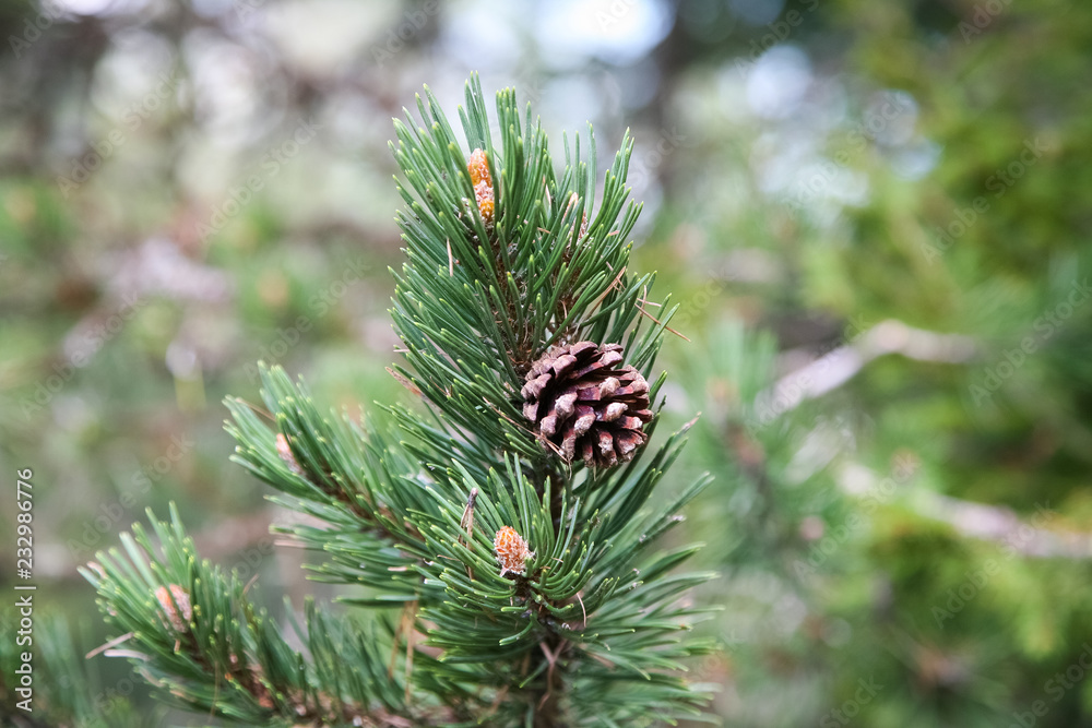 nature pin nature pin