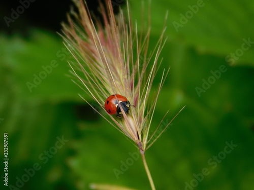 Ladybug