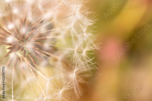 Close up of a dandelion. Dandelion macro