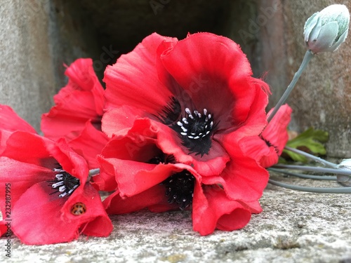 Poppies at Thiepval photo