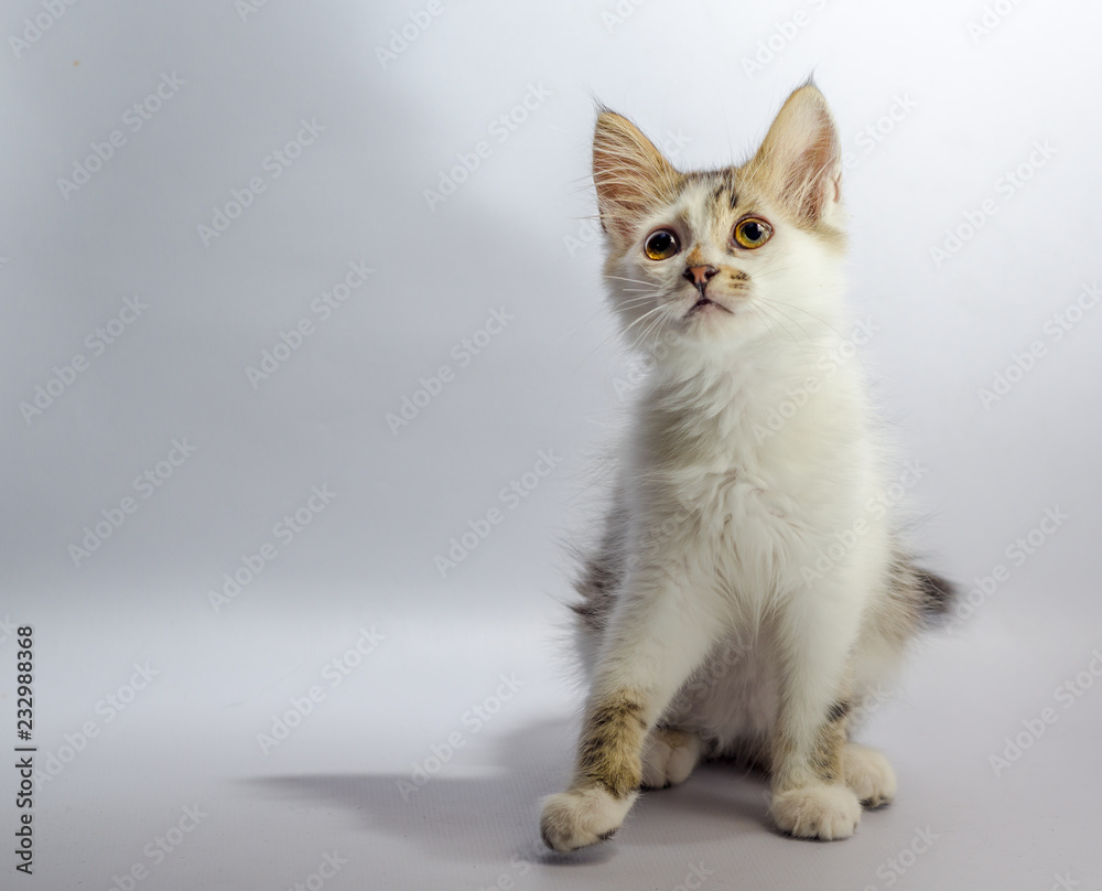 white yellow-eyed spotted kitten sits on a light background and 
