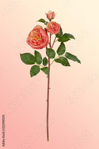 Rose on pale background