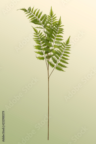 Flora and Fauna