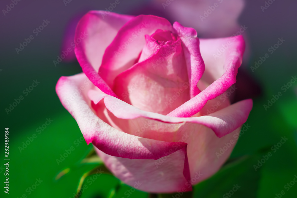Rose Bud white with pink color close-up on green background
Rose Bud white with pink color close-up on green background