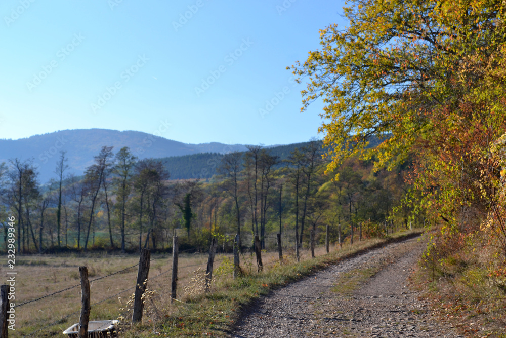 Paysage d'automne, chemin ensoleillé en automne avec des feuilles mortes et des branches incurvées qui forment un tunnel de végétation, Alsace, France