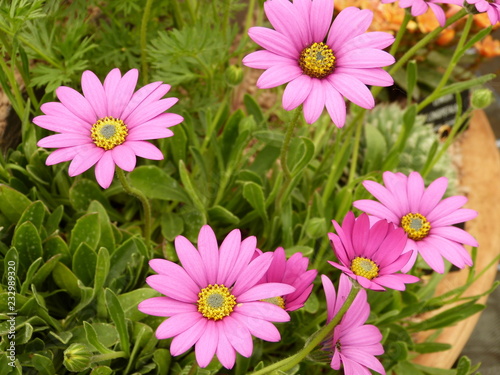 Osteospermum Jucundum 'Nanum' photo