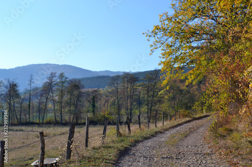 Fototapeta Naklejka Na Ścianę i Meble -  Paysage d'automne, chemin ensoleillé en automne avec des feuilles mortes et des branches incurvées qui forment un tunnel de végétation, Alsace, France