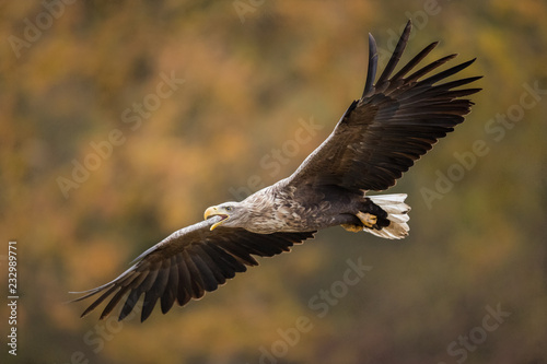 Birds of prey - white-tailed eagle in flight (Haliaeetus albicilla)