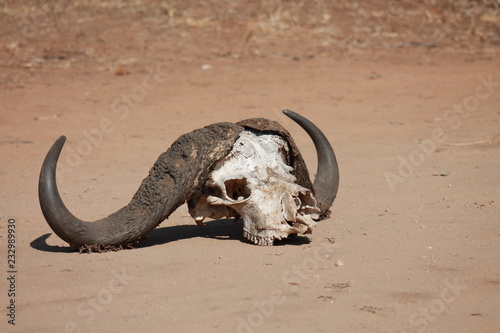 Buffalo skull on the sand