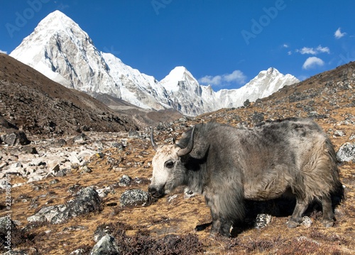 Yak, and mount Pumo ri - Nepal himalayas mountains
