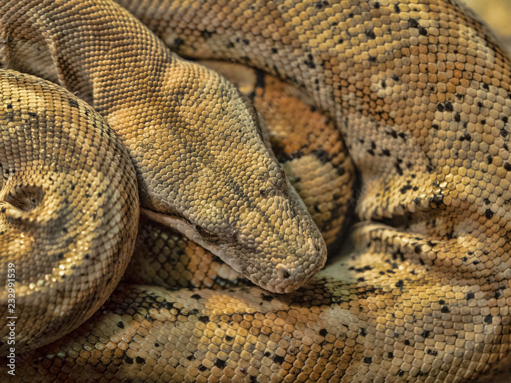 Head of coiled Mexico dwarf boas, Boa constrictor imperator Head of coiled Mexico dwarf boas, Boa constrictor imperator