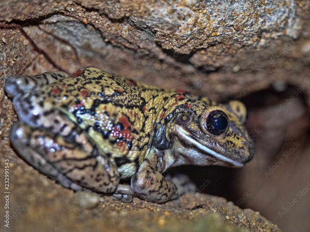 Black-spotted casque-headed tree frog, Trachycephalus nigromaculatus, sitting on savvy