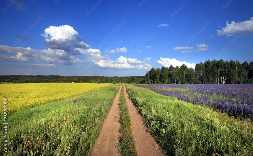 summer landscape summer landscape