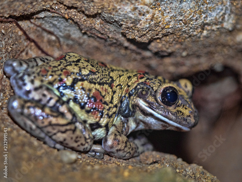 Obraz na płótnie Black-spotted casque-headed tree frog, Trachycephalus nigromaculatus, sitting on savvy w salonie