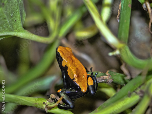 Splashback poison frog, Dendrobates galactonotus, is a poisonous frog photo