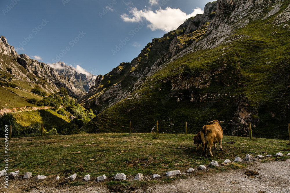 Picos de Europa. Asturias (Spain)