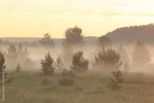 fog in the field at sunrise