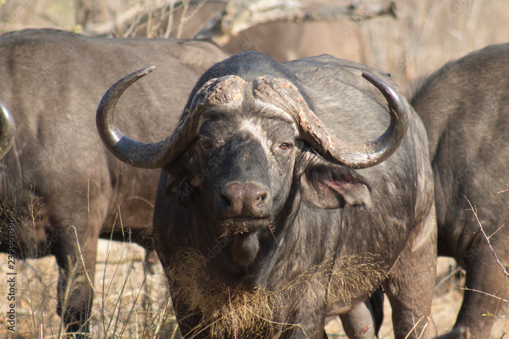 Obraz premium Buffalo