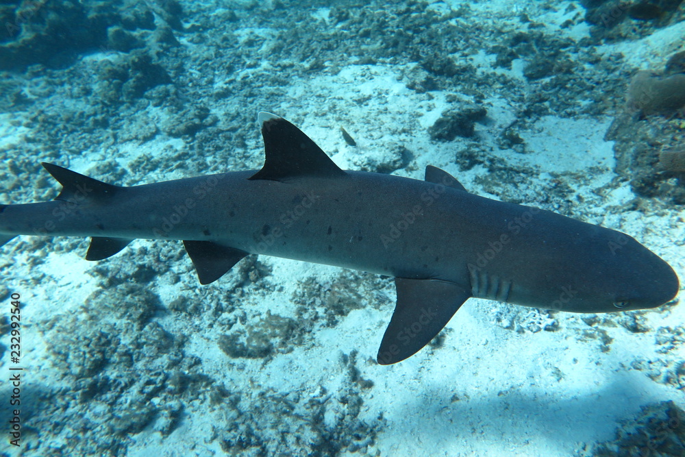 Obraz premium Favolose Fiji