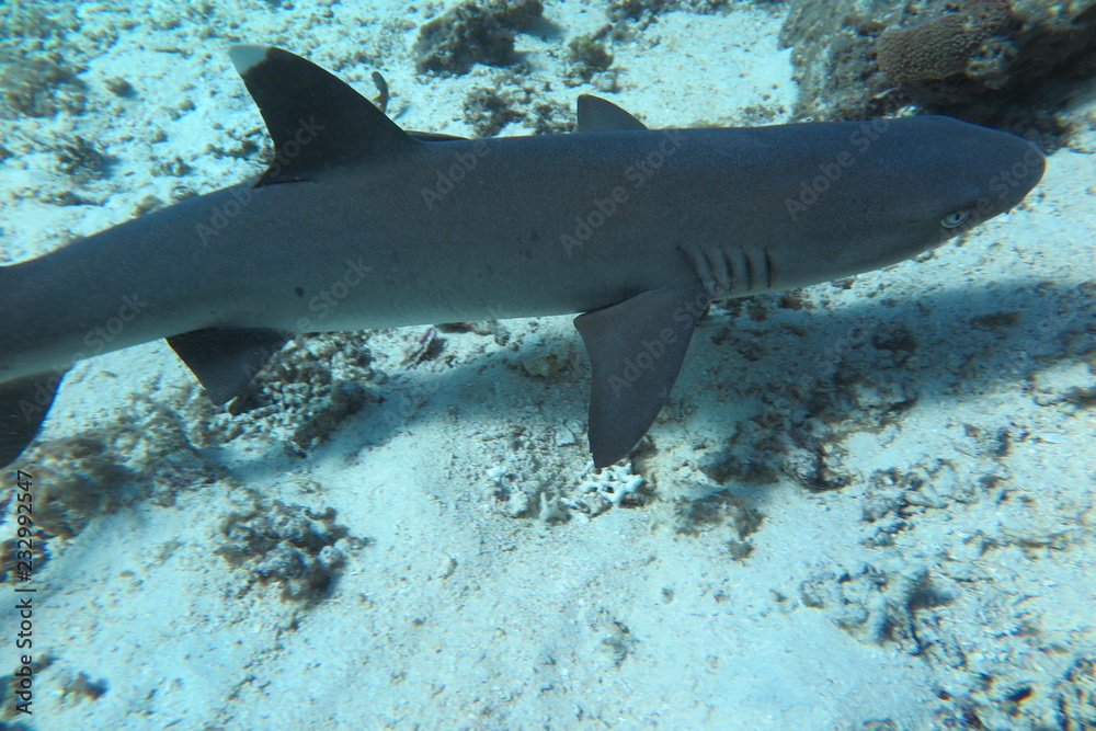 Fototapeta premium Favolose Fiji