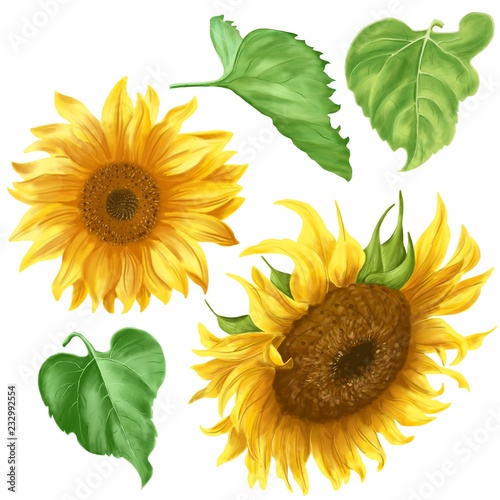 Hand drawn sunflower set with green leaves isolated on white background. Floral realistic illustration.