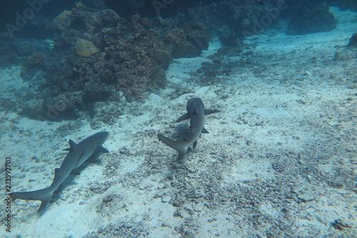 Wallpaper Mural Favolose Fiji Torontodigital.ca