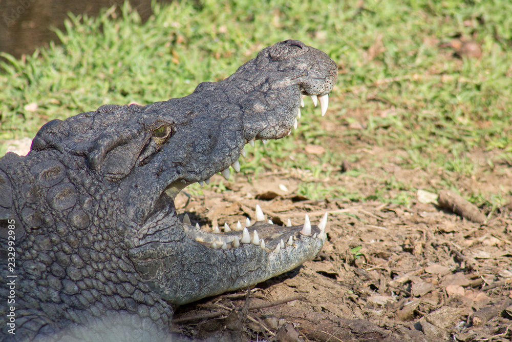 Obraz premium crocodile with open mouth