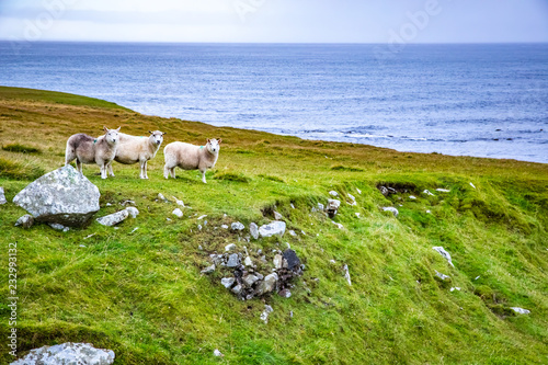 Foto Shetland sheep at Shetland Islands